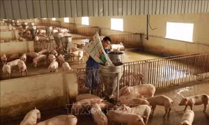 Cơ cấu lại chuỗi chăn nuôi để giảm chi phí, nâng cao sức cạnh tranh