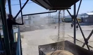 LHQ kêu gọi WTO không áp đặt hạn chế xuất khẩu lương thực vì mục đích nhân đạo