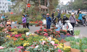 Sôi động chợ hoa cây cảnh Tết
