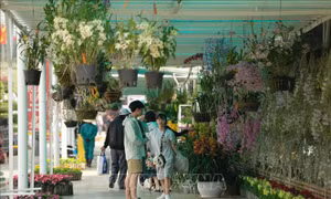 Hội hoa Xuân Đà Lạt - khẳng định vị thế thủ phủ ngàn hoa