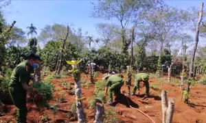 Liên tiếp phát hiện các vụ trồng cần sa trái phép ở Đắk Lắk