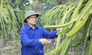 Cựu chiến binh làm kinh tế giỏi, giúp dân bản thoát nghèo