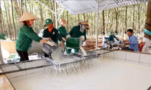 Ngành cao su hướng tới đa lợi nhuận