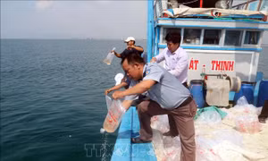 Thả hơn 500.000 con giống ra biển tái tạo nguồn lợi thủy sản