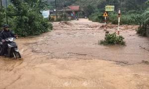 Mưa lớn gây ngập úng khoảng 600 ha cây ăn quả và hoa màu tại Lục Ngạn