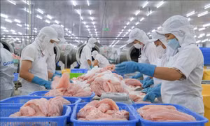 Thủy sản hướng tới xuất khẩu đạt 11,5 tỷ USD năm 2026