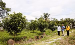 Người thương binh vượt khó làm giàu từ quê hương Hòn Đất