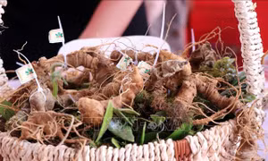 Festival Sâm Ngọc Linh sẽ được tổ chức định kỳ mỗi 2 năm/lần