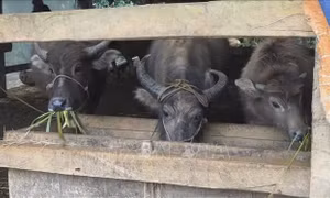 Không chủ quan trong phòng chống đói, rét cho đàn vật nuôi