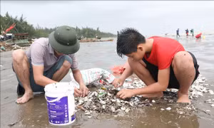 Nghệ An: Hàng tấn ngao, vạng giấy, sò biển dạt trắng bãi biển Diễn Châu