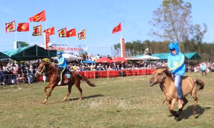 Kỳ thú hội đua ngựa với kỵ sỹ là nông dân