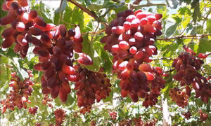 Tạo nhiều giống nho mới tăng khả năng cạnh tranh với nho nhập khẩu