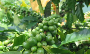 Cà phê xứ lạnh đang dần có chỗ đứng trên thị trường