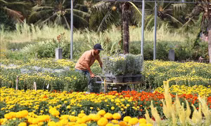 Hỗ trợ 30% chi phí cho nhân rộng mô hình nông nghiệp hiệu quả cao
