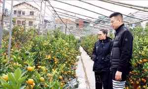 Làng nghề truyền thống quất cảnh Tứ Liên vào vụ Tết