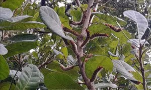 Xuất hiện nhiều sâu róm đỏ gây hại tại thủ phủ điều Bình Phước