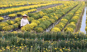 Cúc mâm xôi Sa Đéc đắt hàng dịp Tết