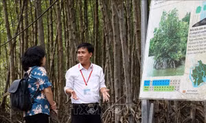 Sáng tạo trong bảo vệ và phát triển rừng ngập mặn Cần Giờ