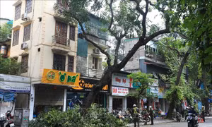 Hà Nội: Thay thế cây có nguy cơ gãy đổ trước mùa mưa bão