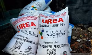Indonesia nổi lên như 'nguồn cung thay thế' trên thị trường phân bón toàn cầu
