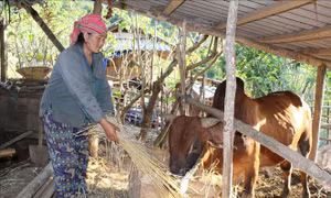 Thanh Hóa: Phát triển kinh tế - xã hội vùng đồng bào dân tộc Mông đặc biệt khó khăn
