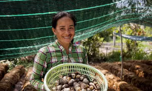 Trồng nấm rơm giúp người dân Khmer ổn định kinh tế  