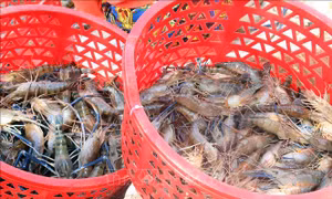 Nhiều loại hải sản hút hàng trong dịp nghỉ Lễ 30/4 - 1/5