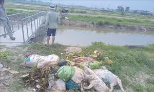 Thanh Hóa: Cần sớm ngăn chặn việc tự ý vứt xác lợn chết trên các tuyến kênh