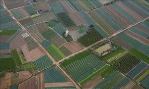Nhiều mô hình trồng rau, hoa thu nhập hàng trăm triệu đồng