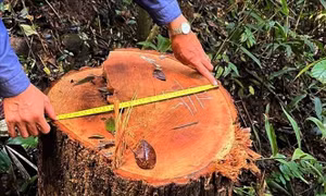 Mở rộng điều tra vụ phá rừng ở Kon Tum