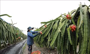 Tháng hành động vì hợp tác xã: Kết nối mạnh kinh tế tập thể với thành phần kinh tế khác