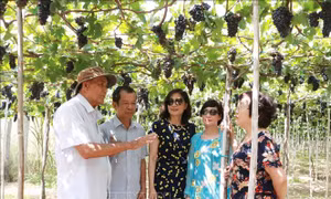 Khách du lịch đến Ninh Thuận dịp nghỉ lễ tăng gấp ba lần năm trước