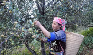 Sơn tra - cây xóa đói giảm nghèo ở vùng cao Sơn La 