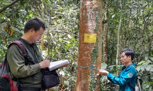 Nhân giống, bảo tồn hai loài cây quý Vù hương và Re gừng