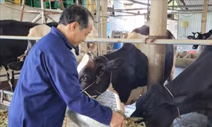 Thành công từ mô hình nuôi bò sữa khép kín đến sản phẩm