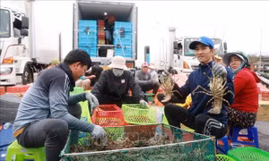 Gắn 'hộ chiếu' để tôm hùm xuất khẩu chính ngạch