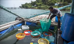 Xã đảo Tiên Hải chú trọng phát triển mô hình nuôi ốc hương