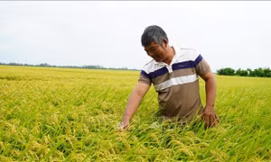 Những tỷ phú nông dân siêng năng, nhạy bén