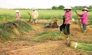 Hội viên phụ nữ từng bước thoát nghèo bền vững nhờ vốn vay tín dụng