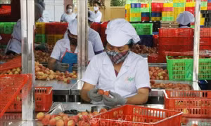 Gần 30.000 tấn vải thiều Hải Dương được tiêu thụ trong và ngoài nước