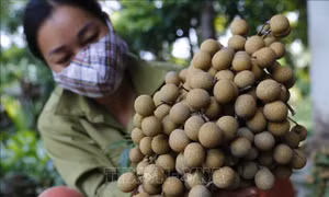 Cây nhãn giúp xã Thái Bình đi đầu trong xây dựng nông thôn mới