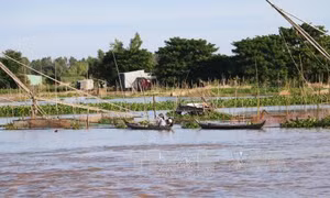 Nông dân vùng lũ mở đồng đón dòng phù sa