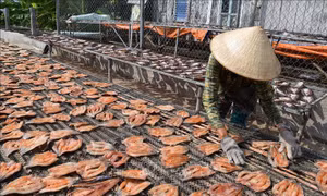 Làng nghề khô cá khan hiếm nguồn cá đồng
