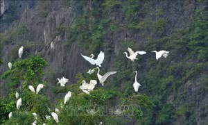 Mùa chim di trú trên đầm Vân Long, Ninh Bình