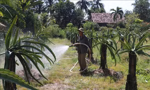 Thích ứng với hạn, mạn ở vùng chuyên canh thanh long