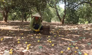 Nông dân Bà Rịa - Vũng Tàu thất thu vụ điều