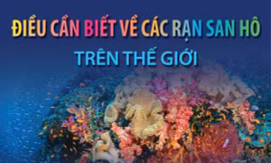 Điều cần biết về các rạn san hô trên thế giới