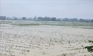 Hà Nội: Nước sông Tích vượt báo động 2, hàng trăm ha lúa, rau màu bị ngập úng