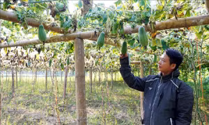 Bắc Kạn xác minh nguyên nhân cây bí xanh thơm chết hàng loạt
