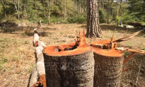 Khởi tố vụ án 'Hủy hoại rừng' tại huyện Chư Sê